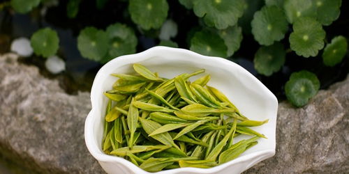 龍井茶屬于綠茶嗎 西湖龍井是什么茶