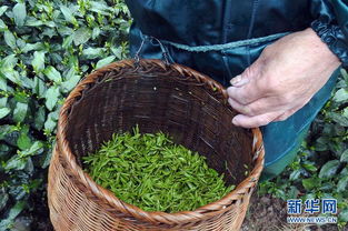茶農開始少量采摘2018年頭茬西湖龍井春茶