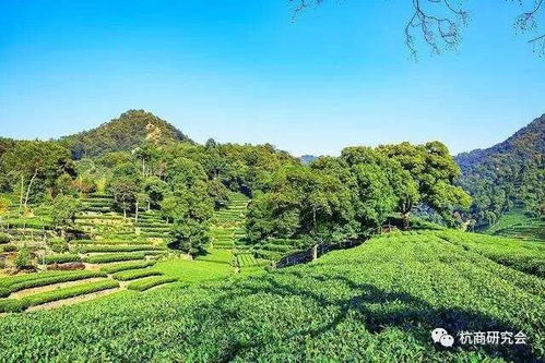 杭商案例 盧正浩 沉下去,尋到好龍井