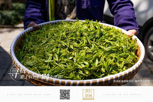 西湖龍井茶,梅塢春來早