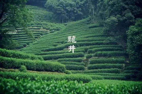 12.2楓葉紅了 驢友托班級(jí)徒步線 漫走九溪十八澗,云棲竹徑憶古今 杭州
