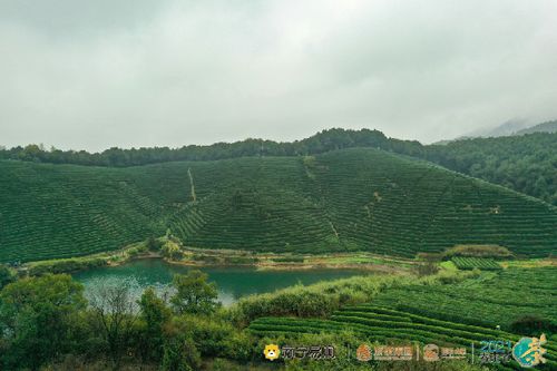 浙茶集團(tuán)戰(zhàn)略簽約蘇寧易購(gòu),合建200畝西湖龍井核心產(chǎn)區(qū)茶葉基地