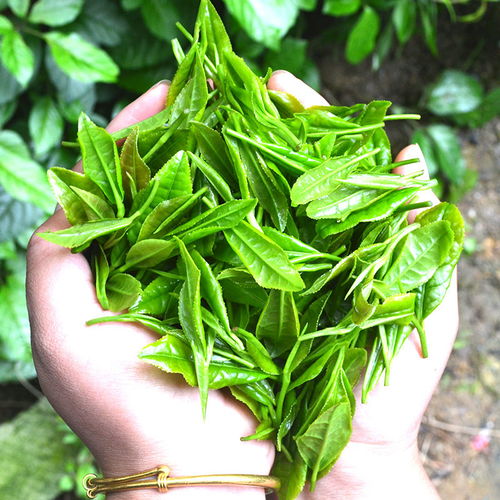 茶葉 綠茶 龍井茶2019新茶 濃香型 明前西湖龍井茶 250g 袋裝