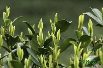 西湖龍井茶等級,西湖龍井茶葉級別(分為五個級別)
