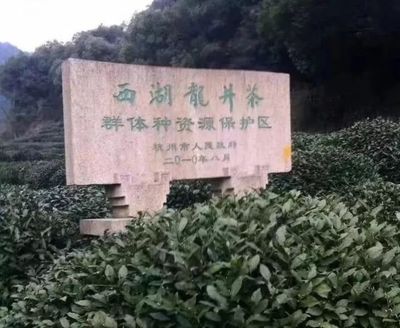 教你辨別西湖龍井茶