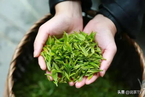館在茶間 茶在場館 這座無院墻博物館定會讓你大飽眼福丨海絲茶旅