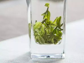 西湖龍井 最是一壺龍井新茶,不變一顆茶農(nóng)匠心